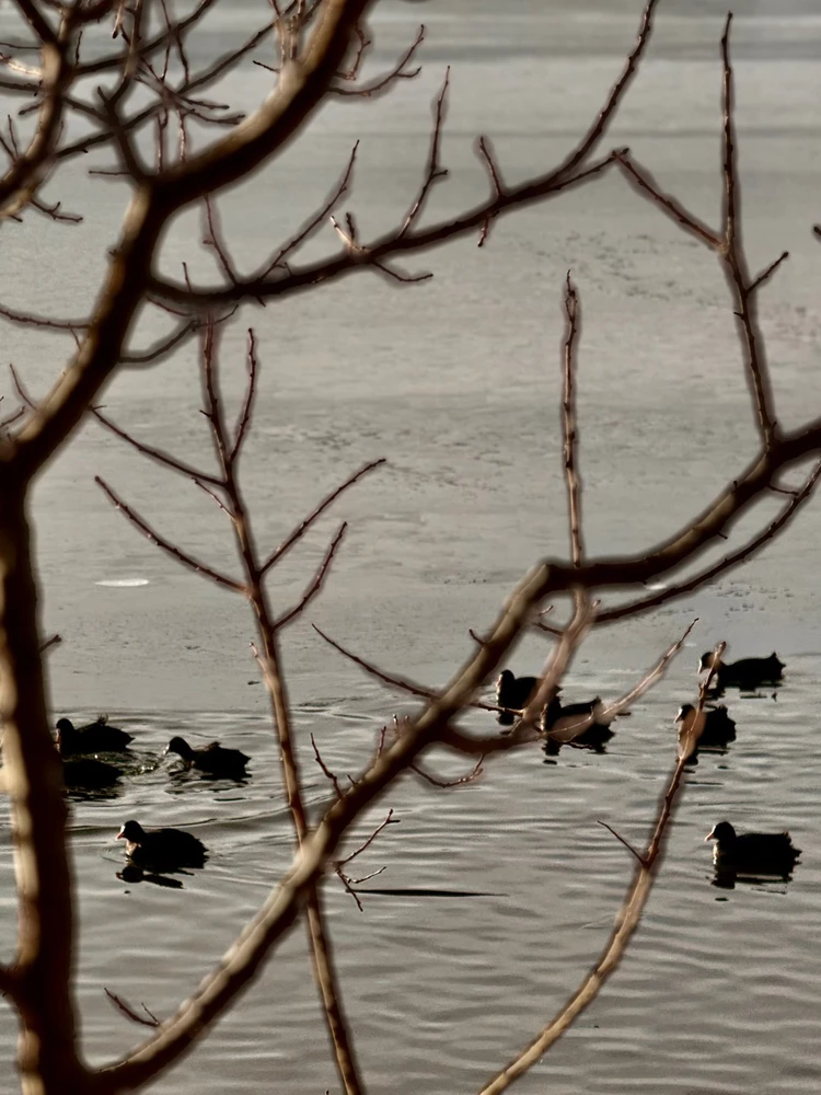 GIF-ი ატვირთა Irakli-მ