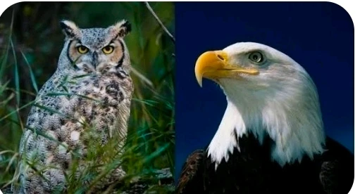 GIF uploaded by Ŕąfet