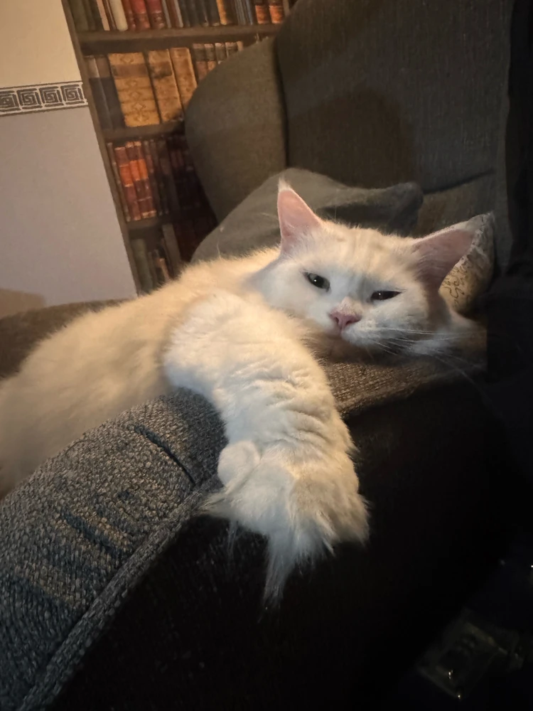 GIF uploaded by Fabian