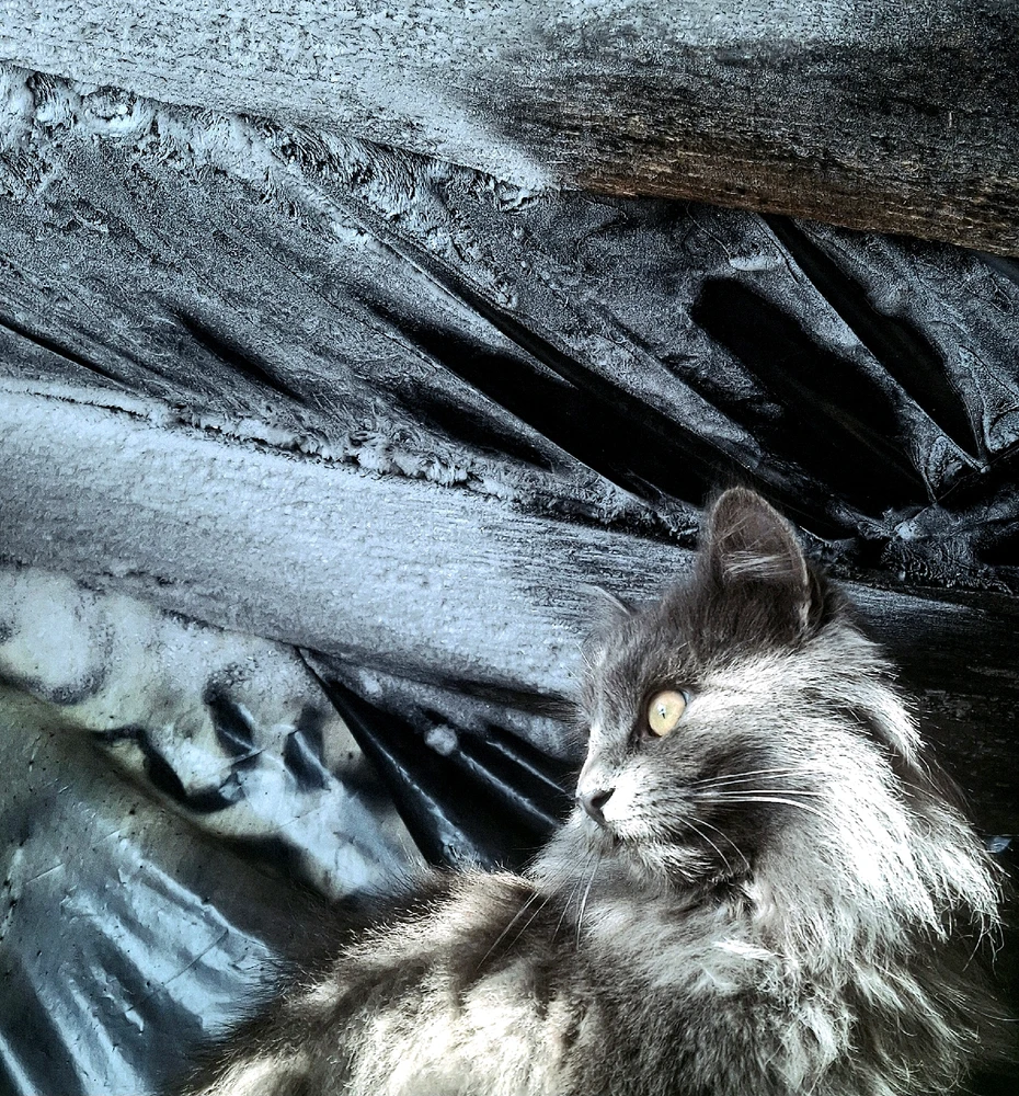 Гіфку завантажив Kornelius