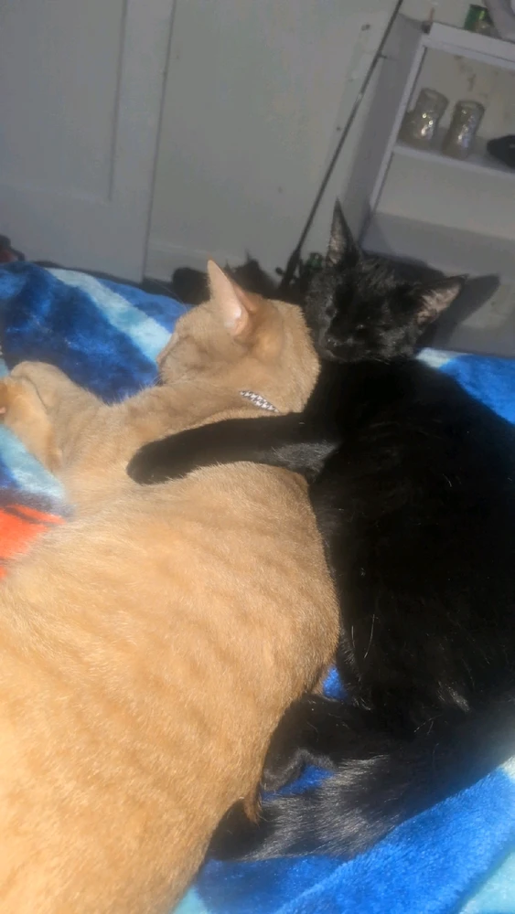 GIF uploaded by Dante