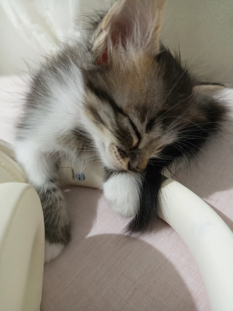GIF enviado por Dulci