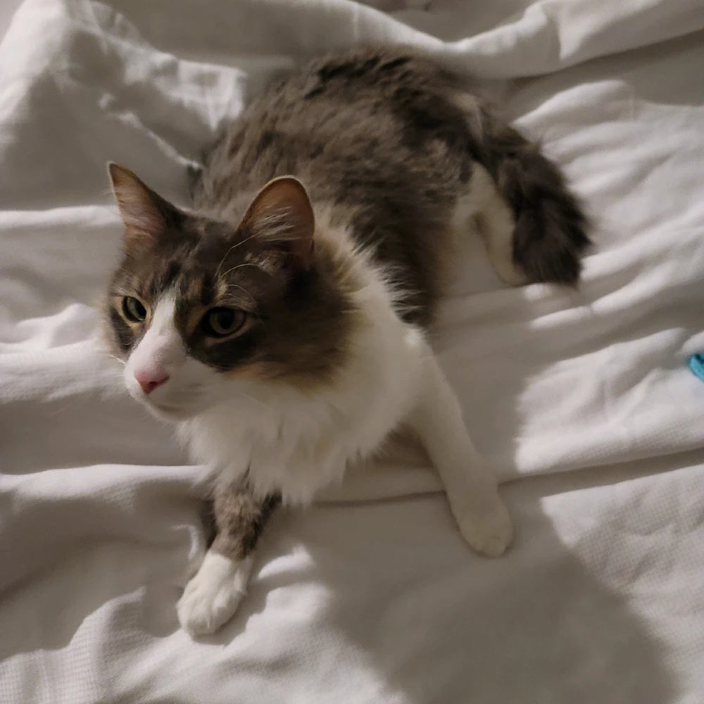 GIF uploaded by Ronnie