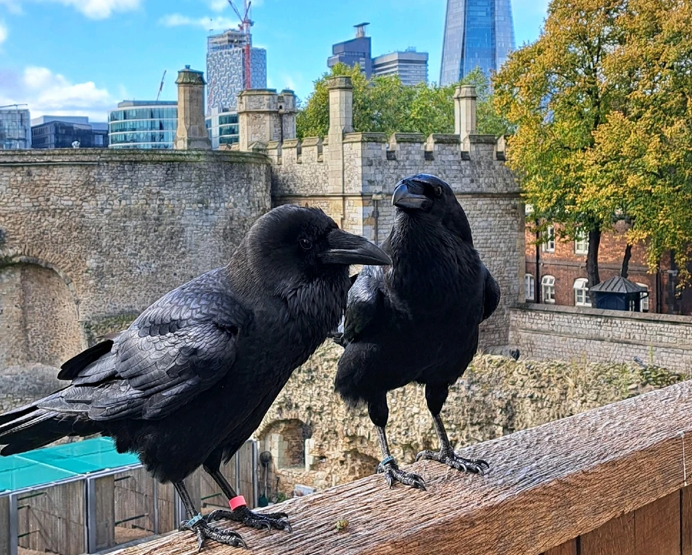 Gambar diunggah dening Andy