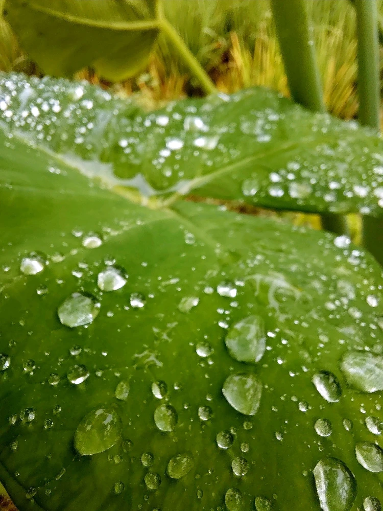 Image uploaded by Andis