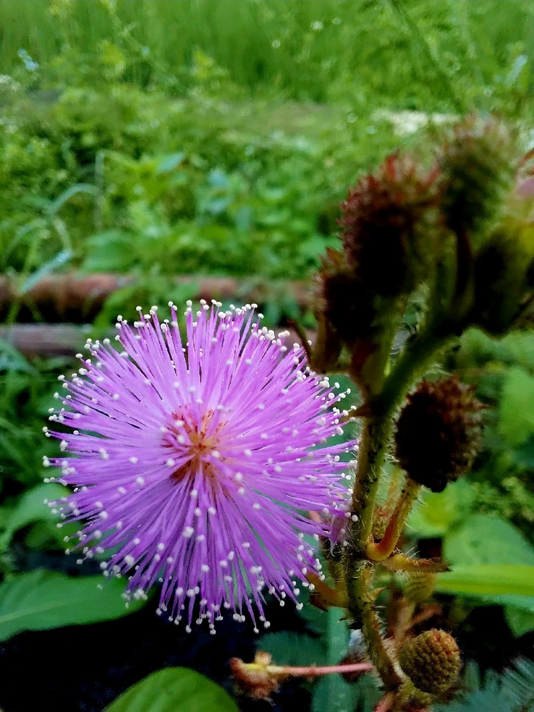 Image uploaded by Andis