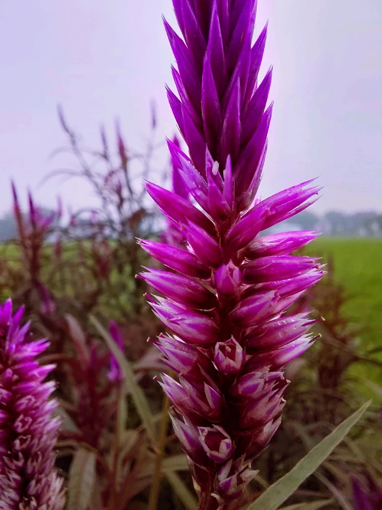 Image uploaded by Andis