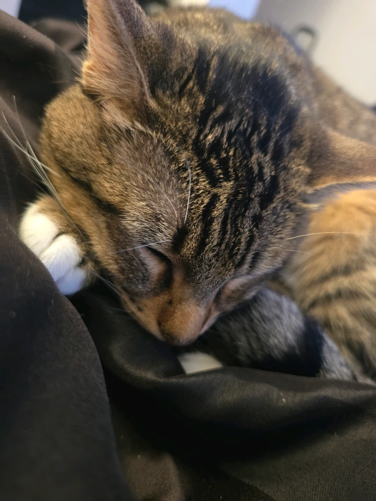 GIF uploaded by Ilanders