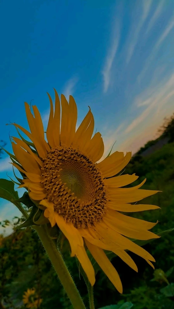Imagem enviada por Vitória Lima