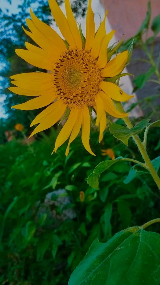 Imagem enviada por Vitória Lima