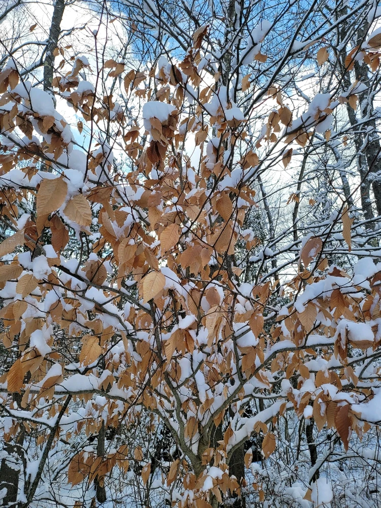 Image uploaded by Brad