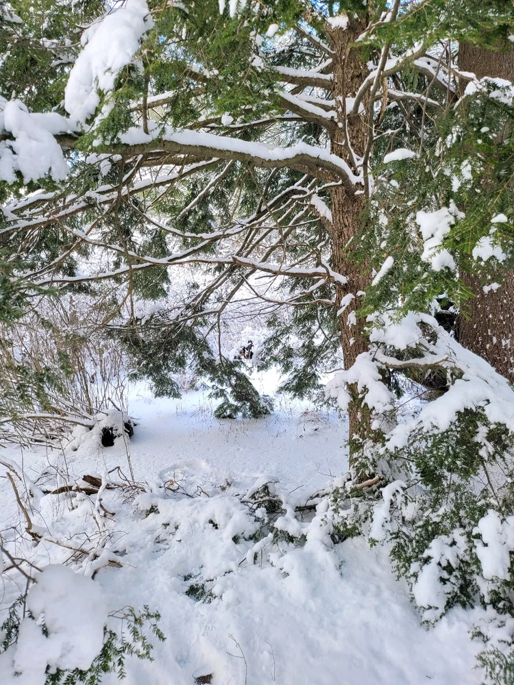 Image uploaded by Brad