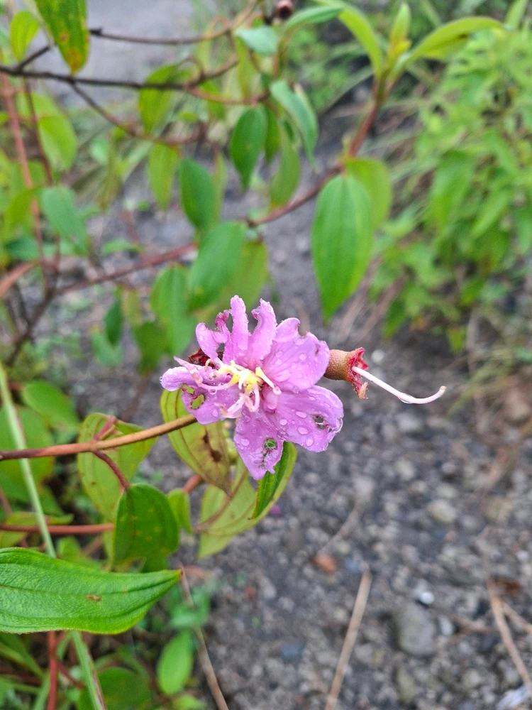 Image uploaded by Agnesi