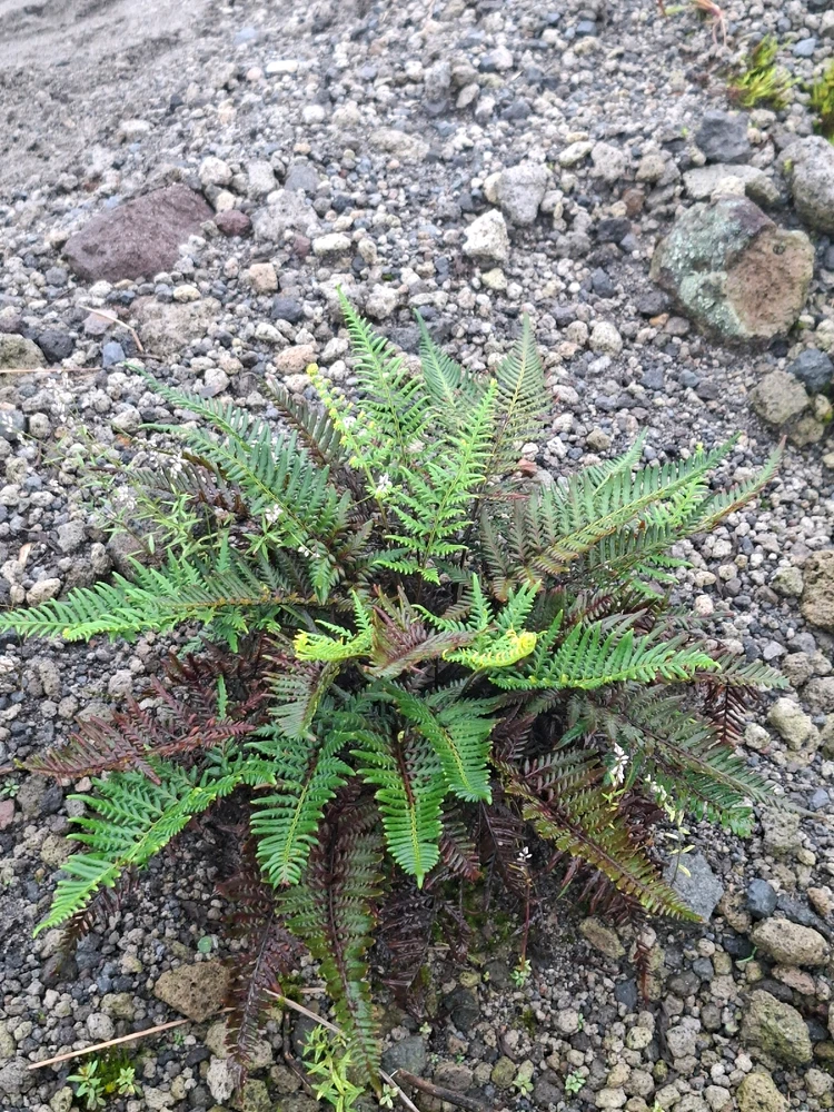 Image uploaded by Agnesi