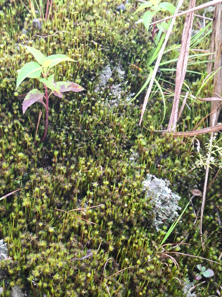 Image uploaded by Agnesi