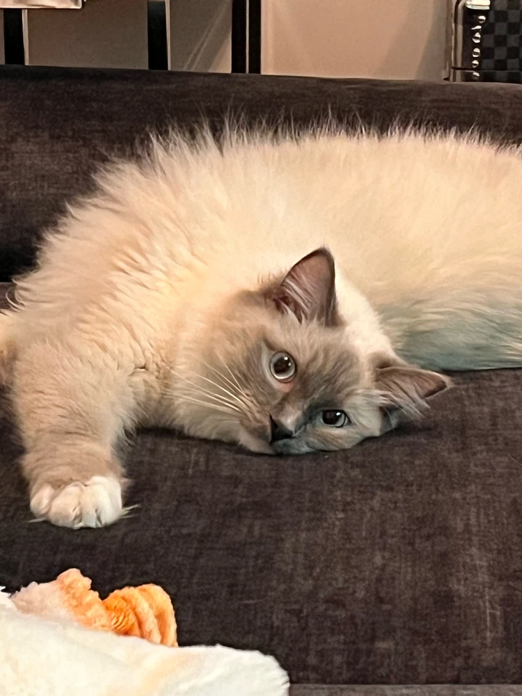 GIF uploaded by Kyra