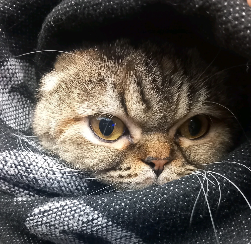 Aysu tarafından yüklenen GIF