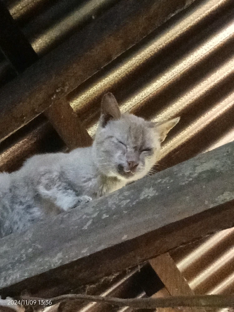 Postura niya after makuha niya ulam namin 🥲