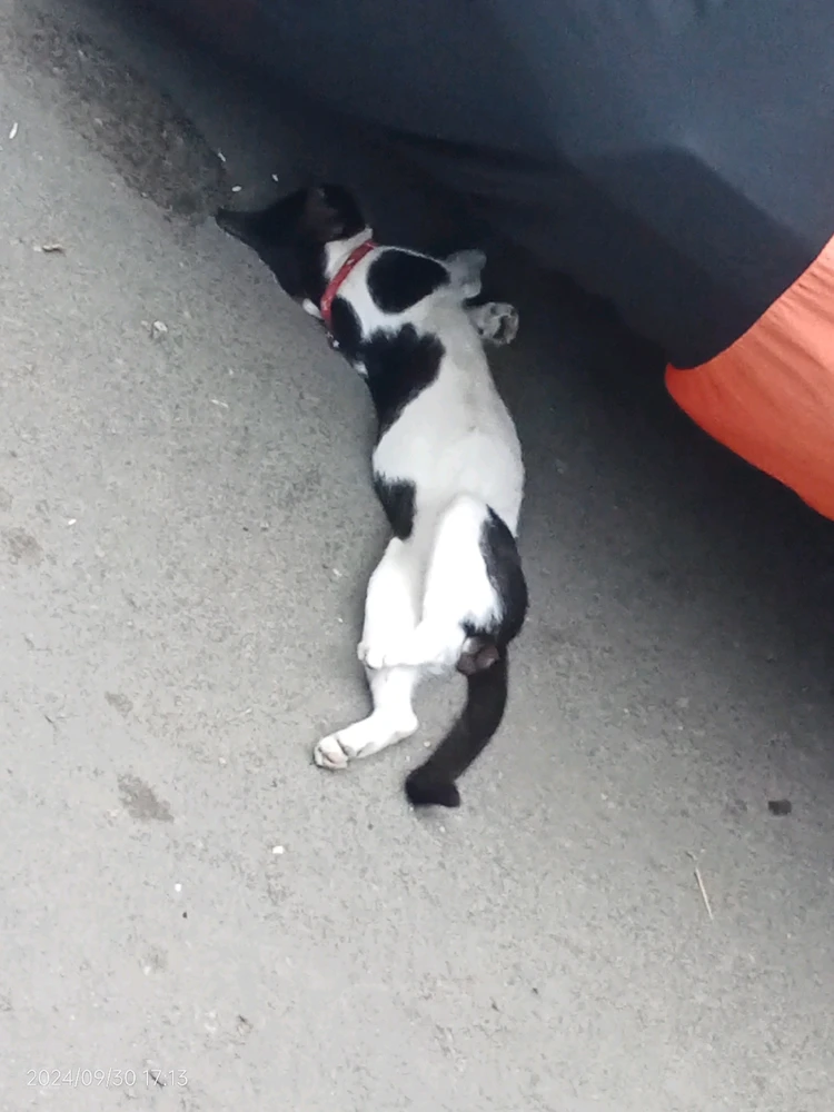 Image uploaded by Jenekins