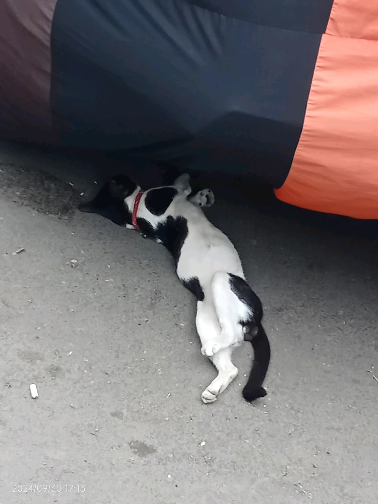 Image uploaded by Jenekins