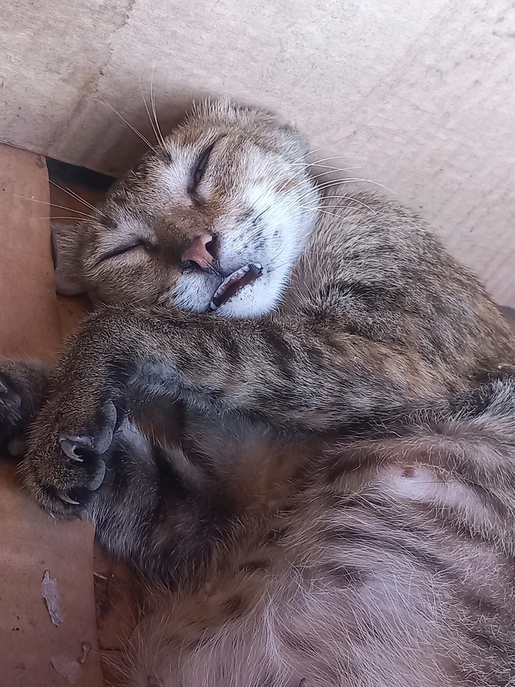 Image uploaded by Jenekins