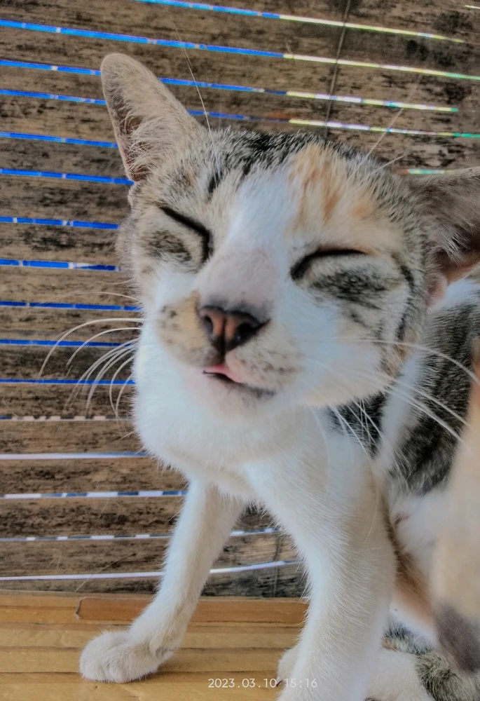 Image uploaded by Jenekins