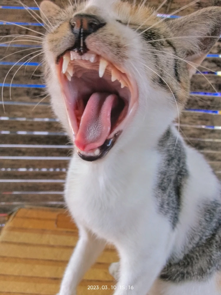 Image uploaded by Jenekins