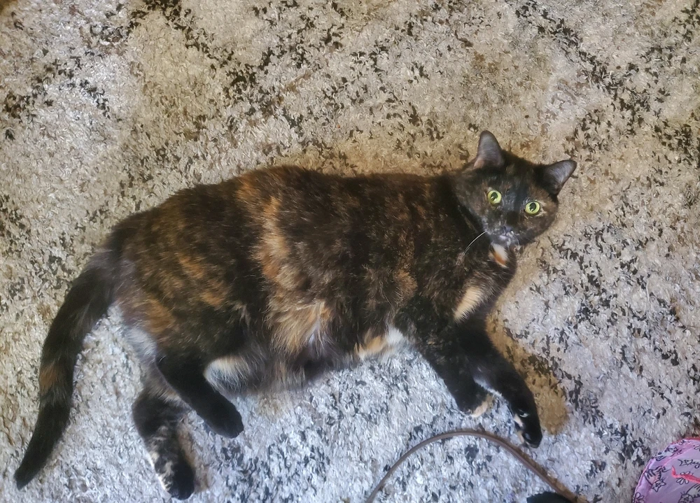 GIF uploaded by Sleepy