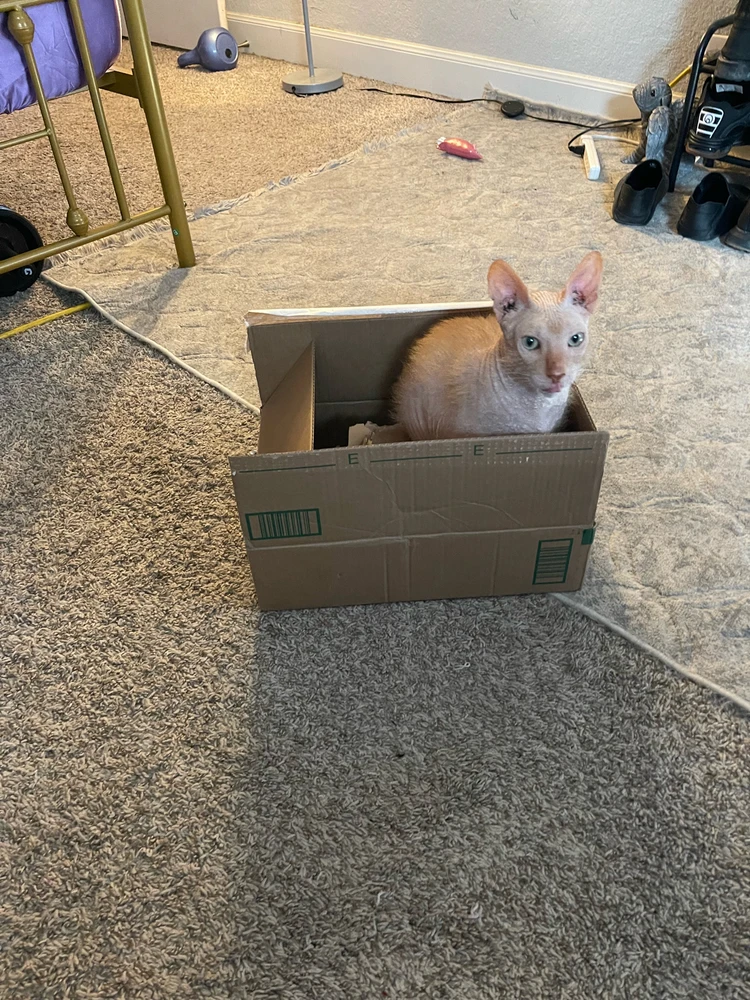 Image uploaded by ジョシー