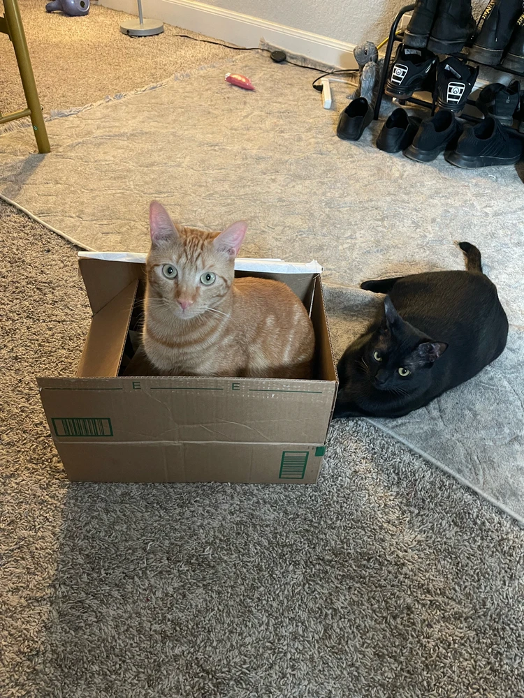 Image uploaded by ジョシー