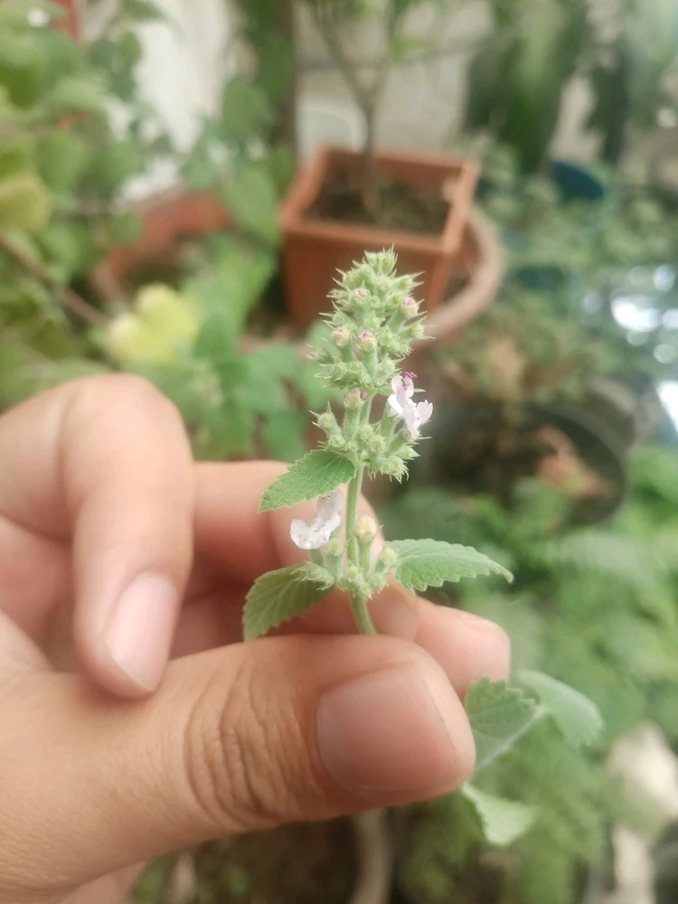 Botones (una etapa antes de la floración de una planta) de una planta de catnip (hierba de gato)