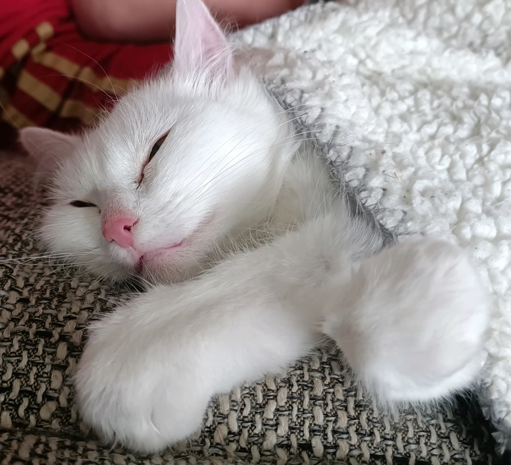 GIF hochgeladen von Sunny