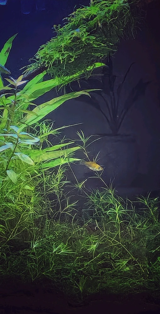 GIF uploaded by Max Drew / Raman