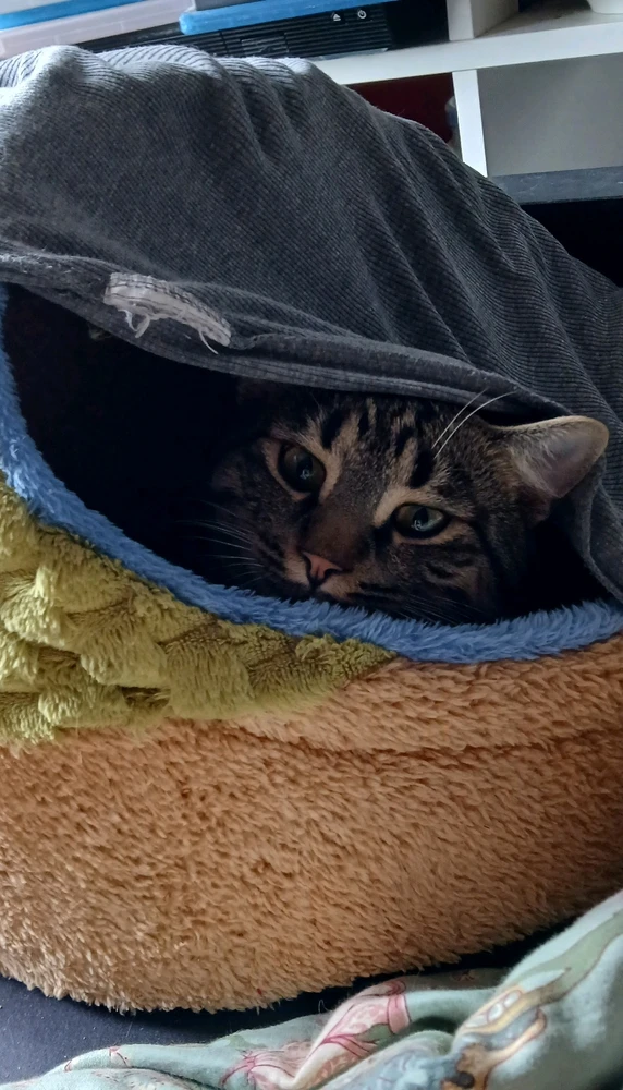 GIF hochgeladen von Marron