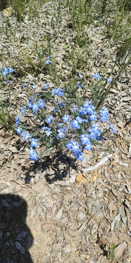 Image uploaded by Jacob lottler