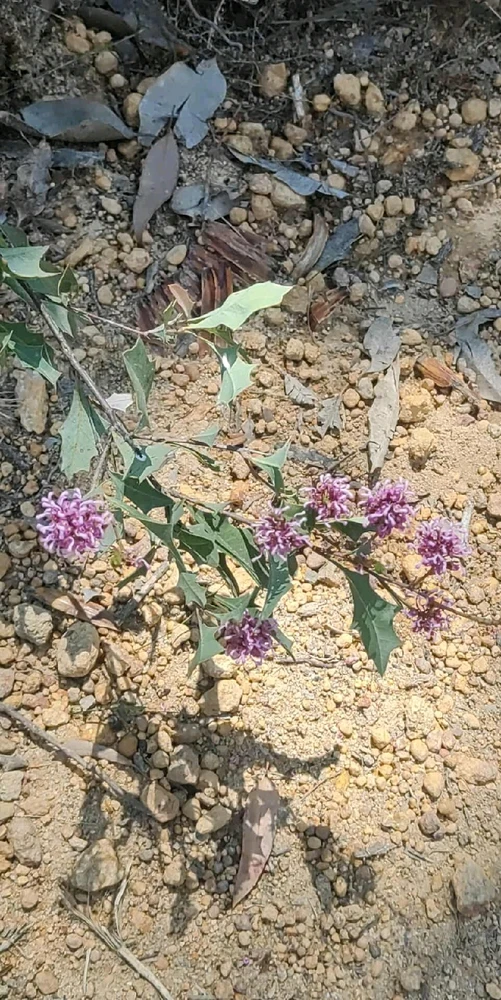 Image uploaded by Jacob lottler