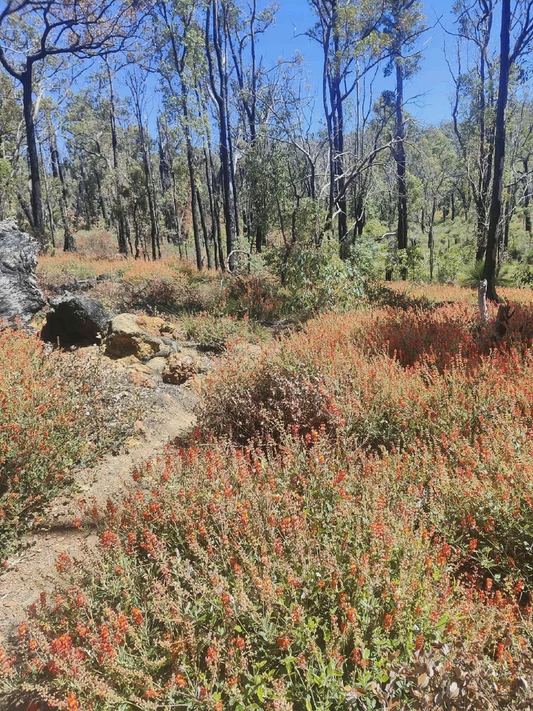 Image uploaded by Jacob lottler