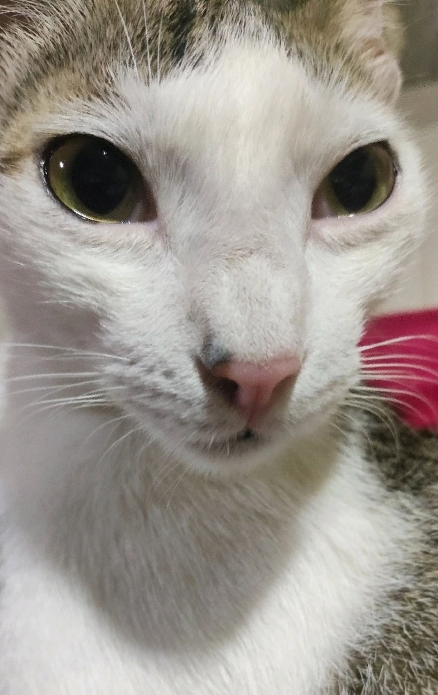 GIF uploaded by Gabriel Ferreira