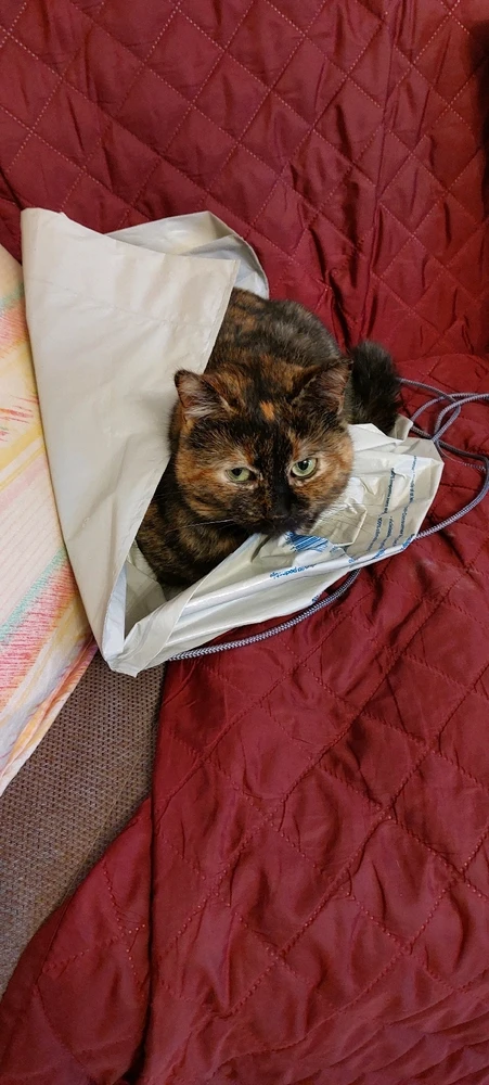 GIF caricata da Nick 🌈 Cagliari