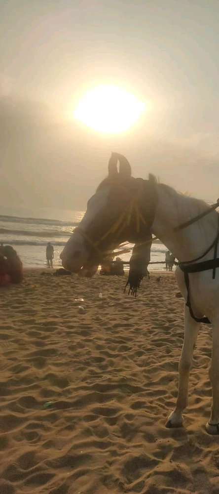 Image uploaded by Pavi