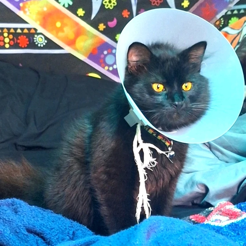 GIF uploaded by Raccoon