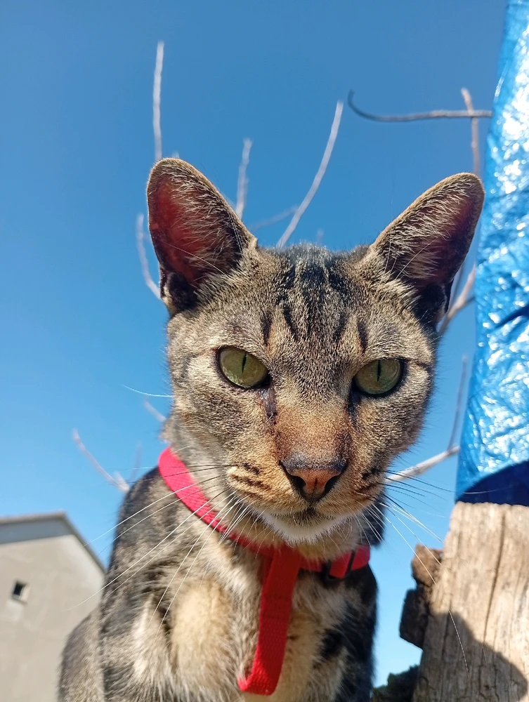 Image uploaded by Lazar