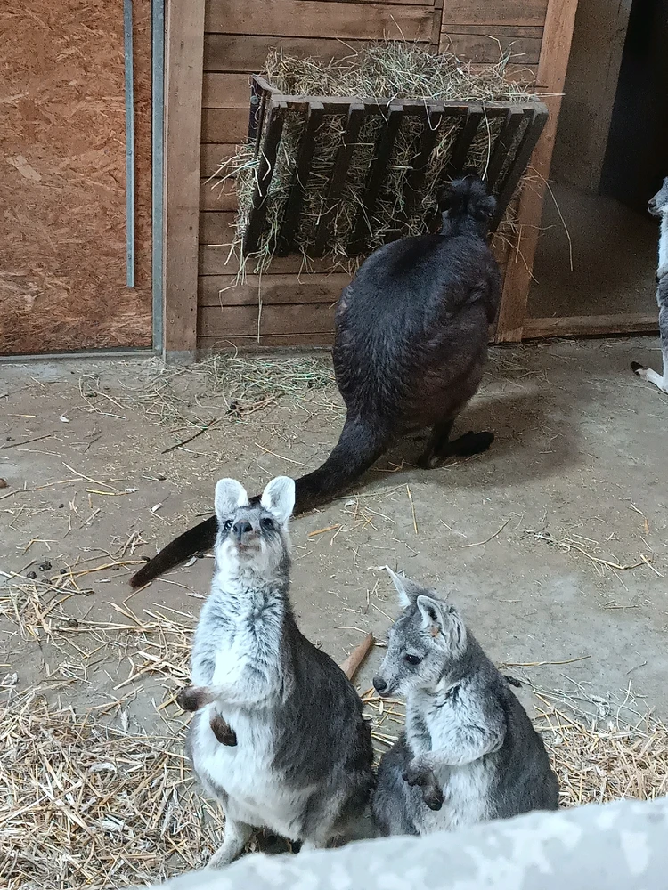 Obrázek nahrál Mája