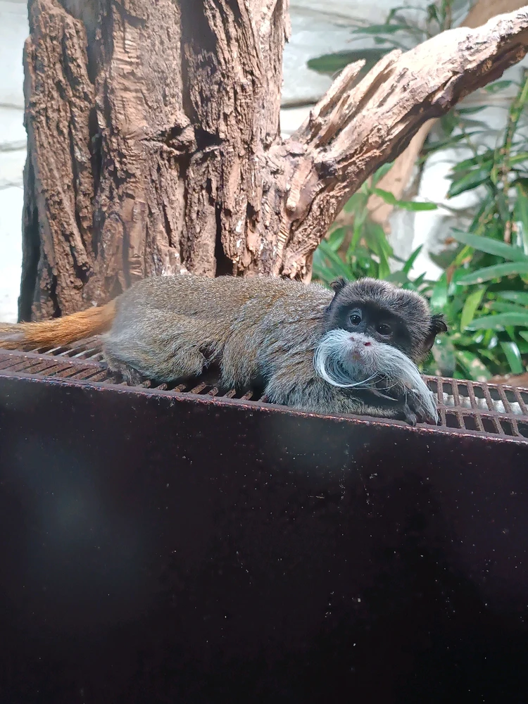 Obrázek nahrál Mája