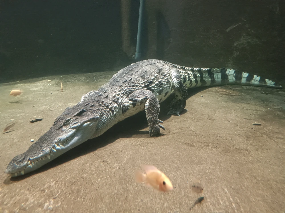 Obrázek nahrál Mája