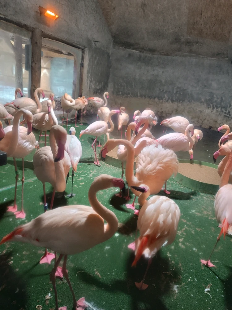 Obrázek nahrál Mája