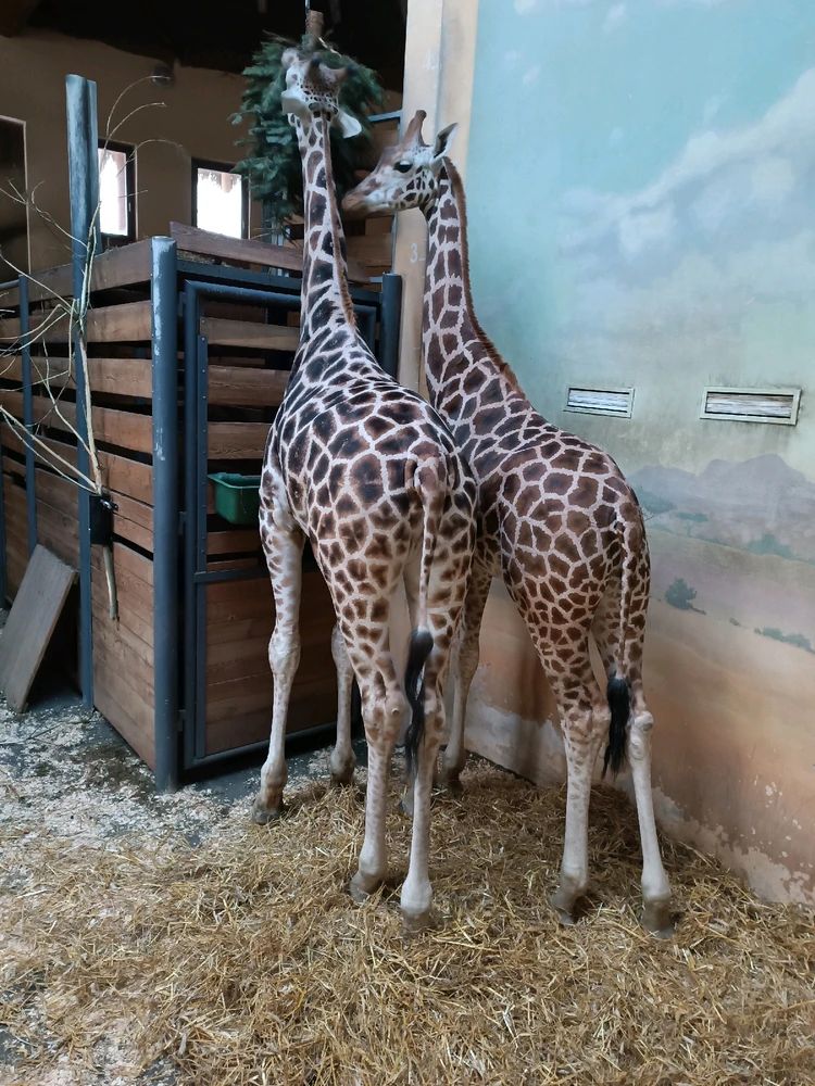 Obrázek nahrál Mája