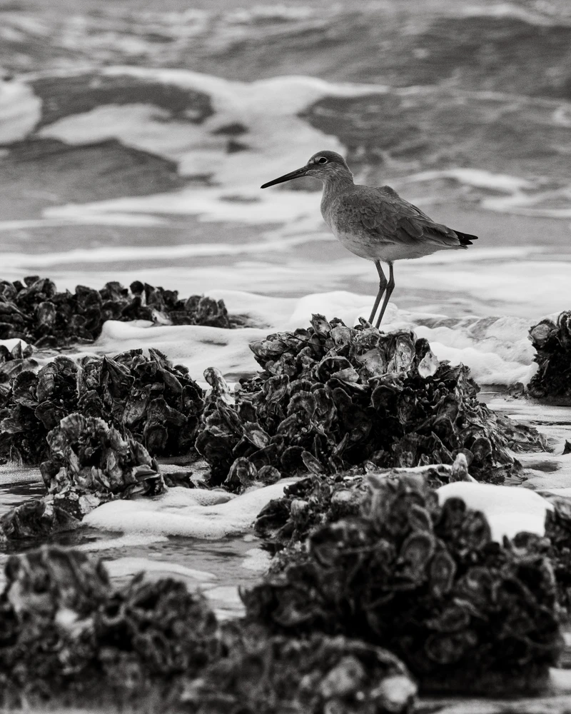 Image uploaded by chris*