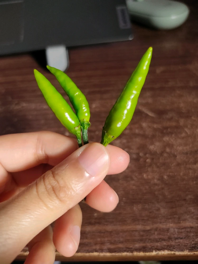 GIF uploaded by Chocolate