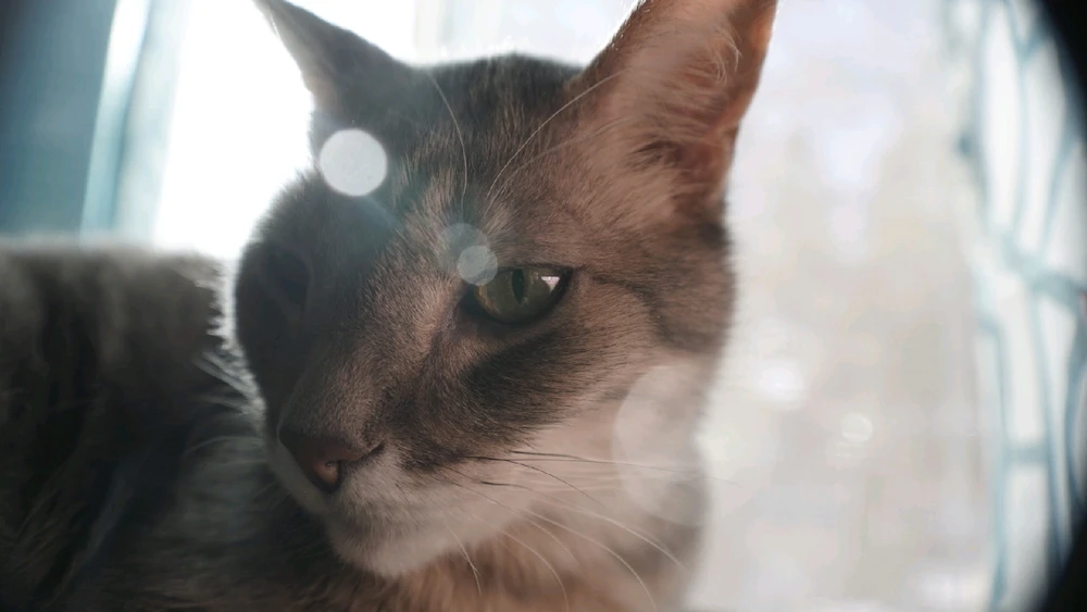 GIF uploaded by Collin